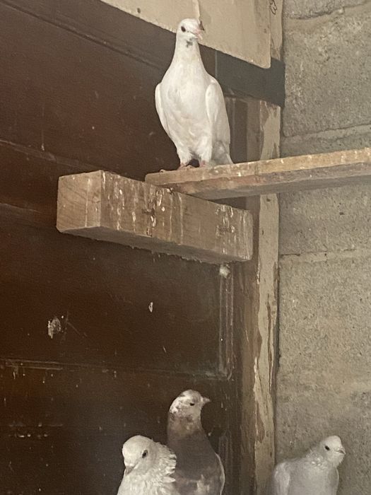 Бакинцы челкар есть