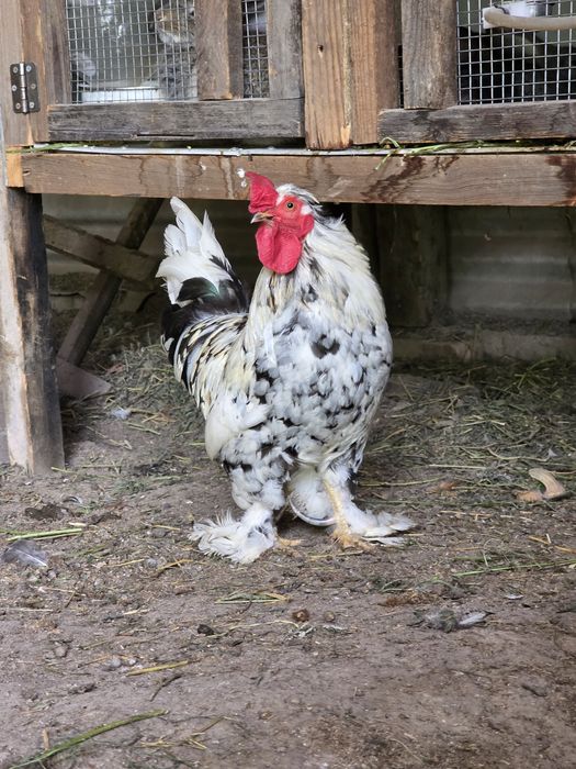 Продам петуха карликовый