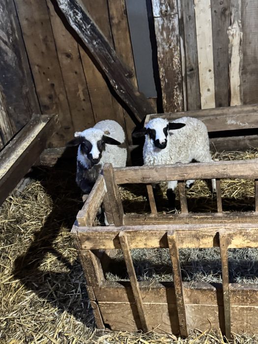 Disponibil berbecuț si mieluțe