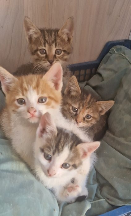 Котята в добрые руки