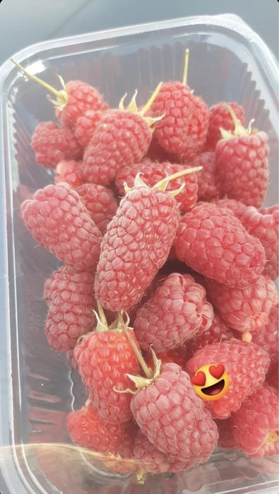 Butasi zmeura si coacaze negre si rosi