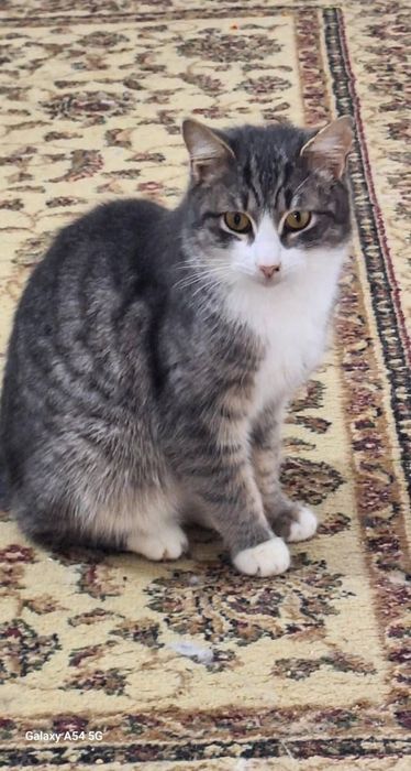 КОТЯТА ждут семью !!!