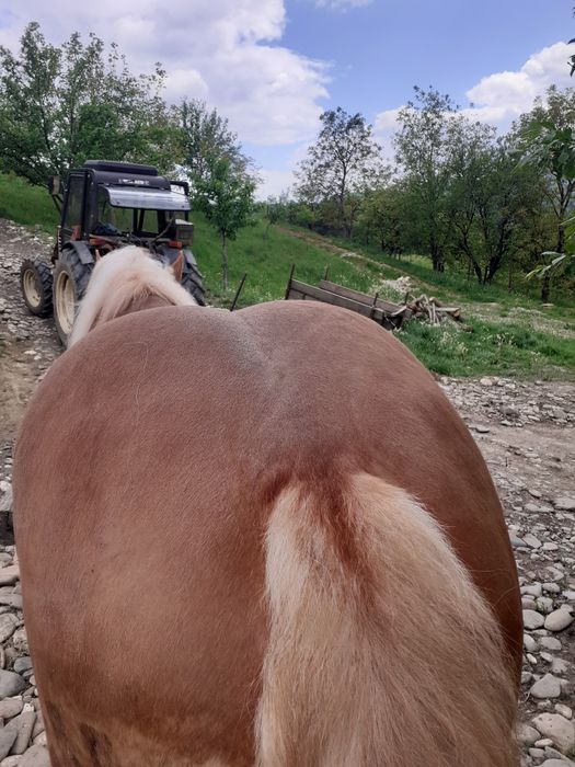 Mânz de vanzare de 3 ani Salva