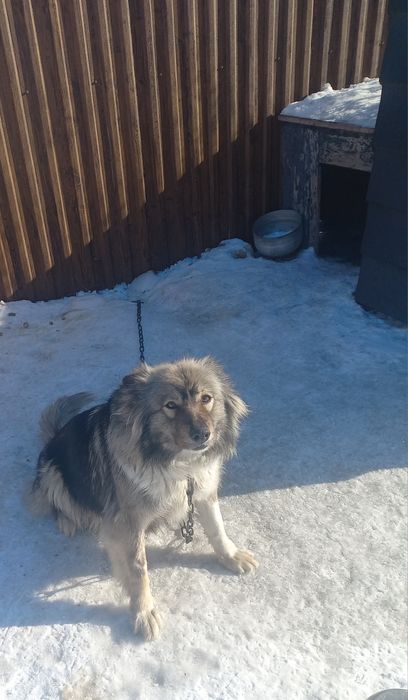 Отдам собаку в хорошие руки