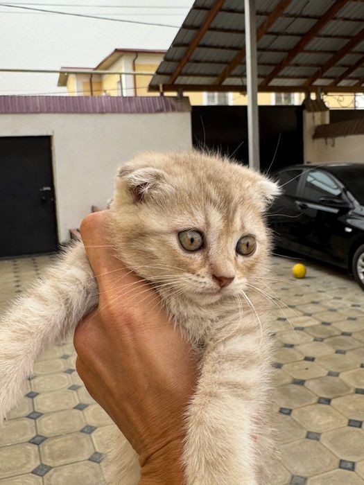 Scottish fold qiz