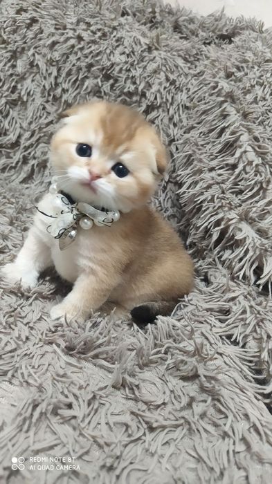 Котята готовы к переезду