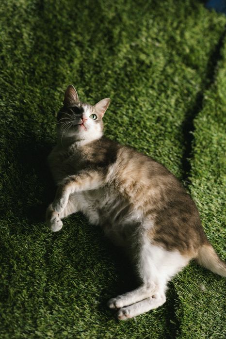 Отдам кота в добрые руки