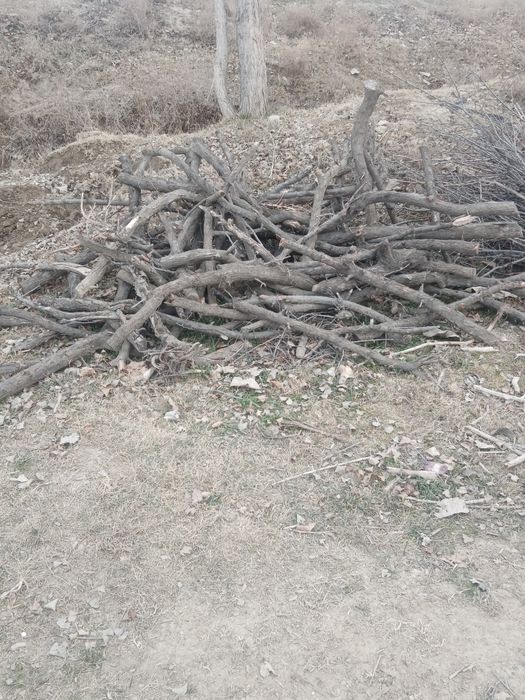 O'tin sotiladi arzon narxda