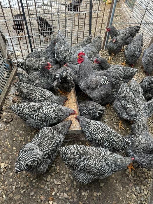 Oua incubator plymouth rock și  Rhode Island