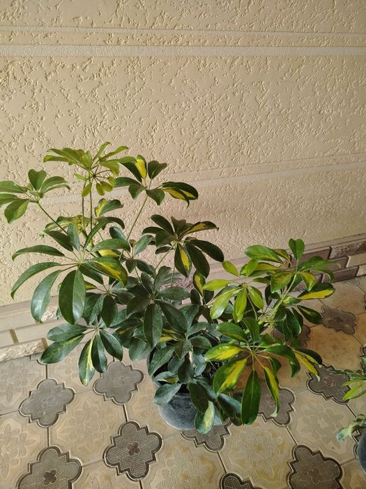 Гул, гуллар, комнатные цветы, растения разных видов