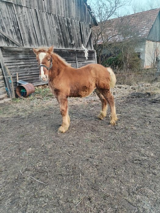 Vând iapă cu mânz!