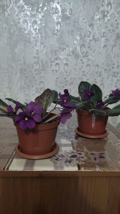 Продам фиалки, цена от 600тн