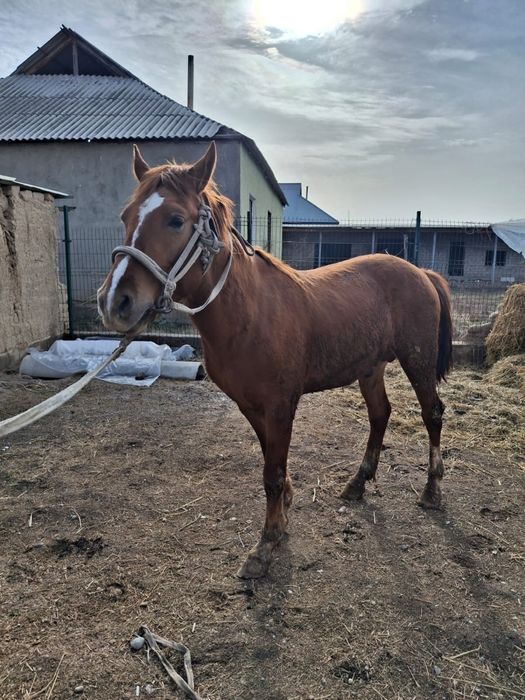 Құнан, жеребец, кунан, жылқы, ат, айғыр