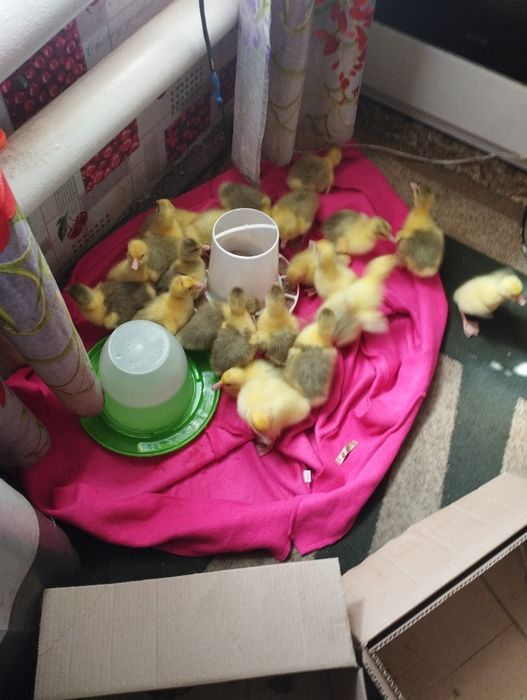 Продам гусят.  .