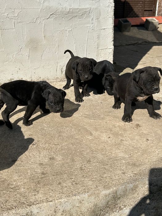 Малки кучета Кане Корсо