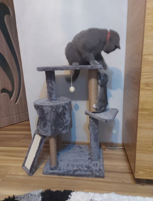 Vând loc de joacă pentru pisici