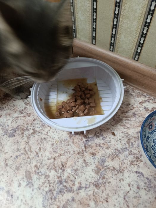 продаётся кошка .