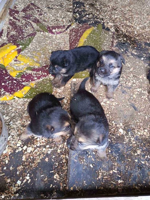 Продават се Немски овчарки