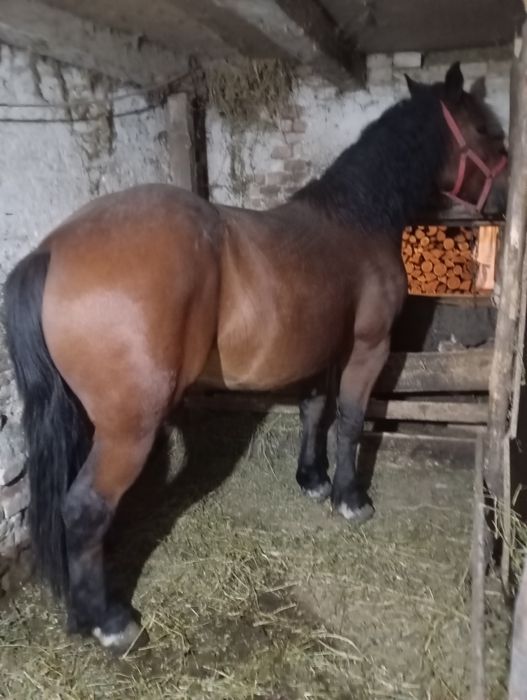 Vând mânză de 2 Ani