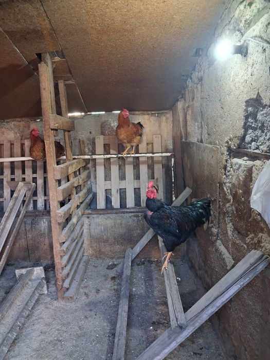 Продам петухов молодняк