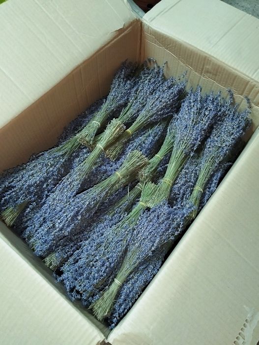 Lavanda uscate..