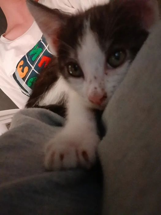 Отдам кошку в добрые руки