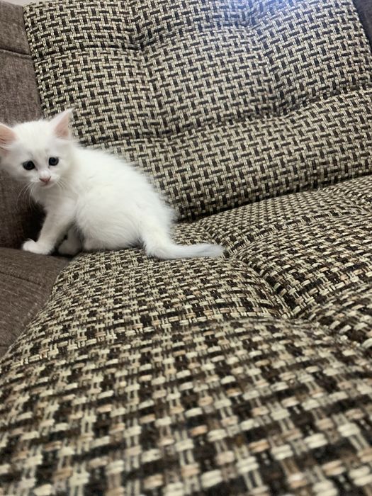 Продаются котята