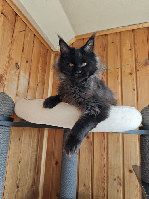 Котенок Мейн кун