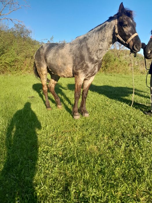 Van iapa de trei ani