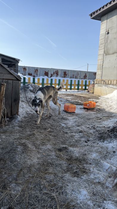 Тазы! Көк қасқа күшік сатылады! Ұрғашы