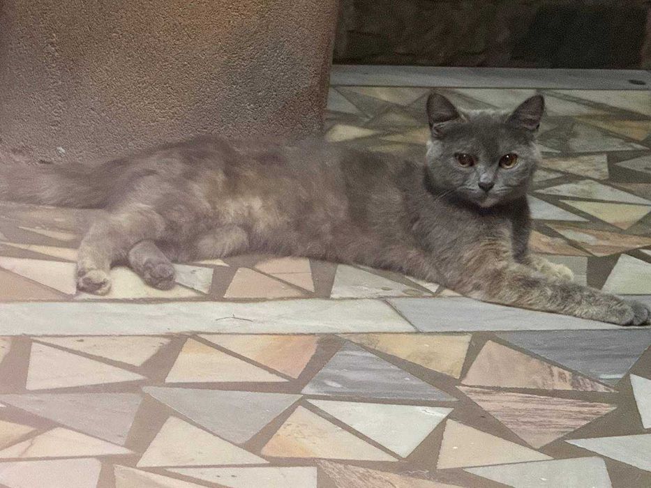 Пристраивается кошечка