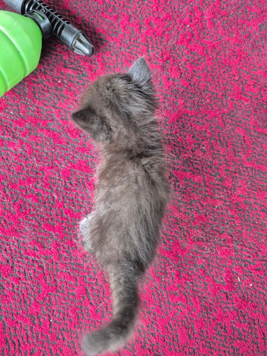 Отдам котенка в добрые руки……………………………………………………………………………………………………………..