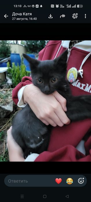 Кошечку в добрые руки