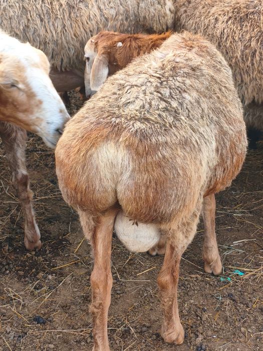 Продам Едилбайский ягненка