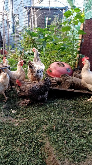 Vând 9 găini ouătoare,  inclusiv rasă cu ouă colorate