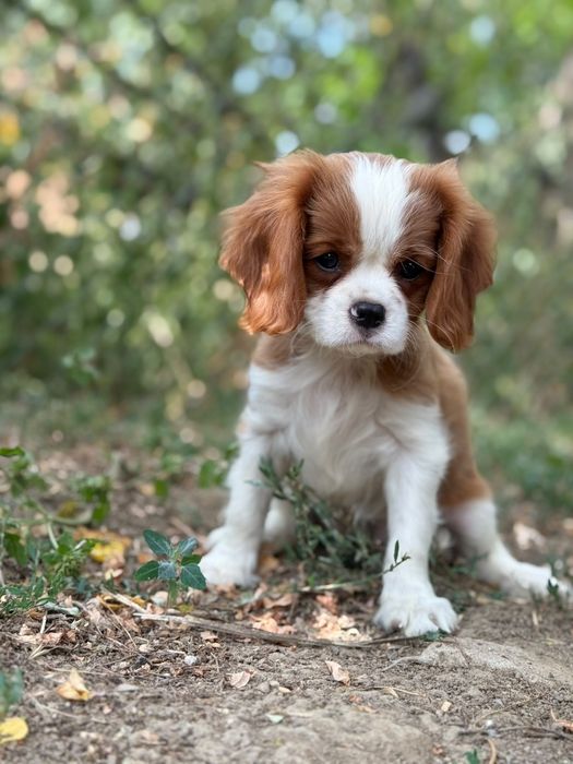 Cavalier king Charles fetiță