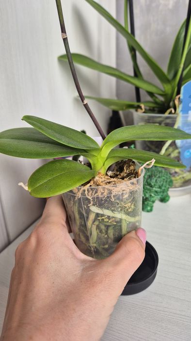 Продам орхидею Фаленопсис