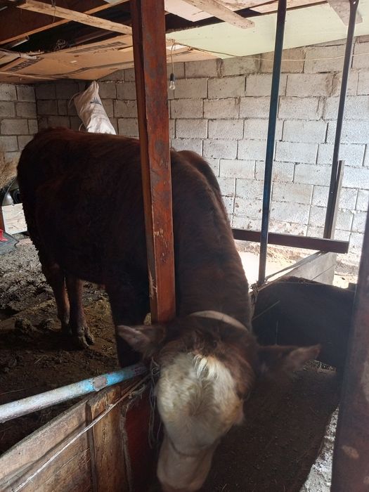 2 бұқа сатылады бағасы келісімді