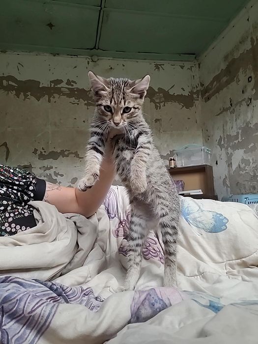 Котенок в добрые руки