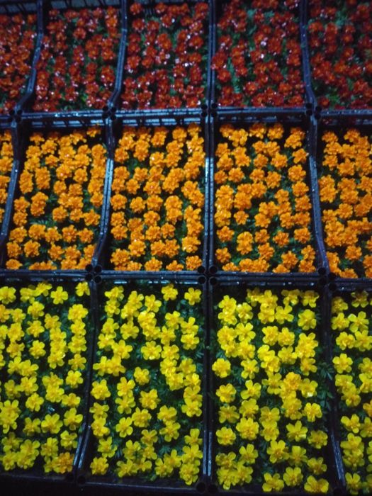 Begoniya.Pitunya.Bananza.salviya.Lola.йер гул. Yer gul...