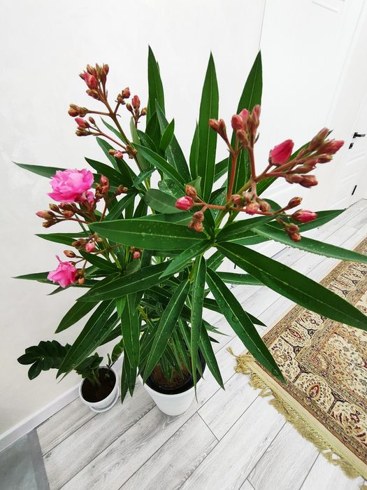 Комнатные растения, доставка.