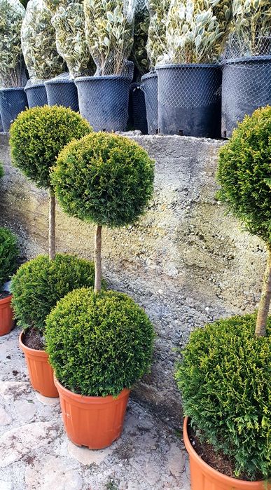 Tuia smarald si leylandii, copaci, plante ornamentale de gradina