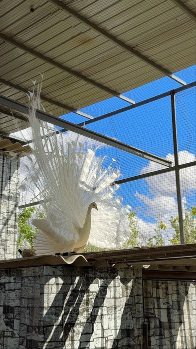 Павлин самец 3 годика