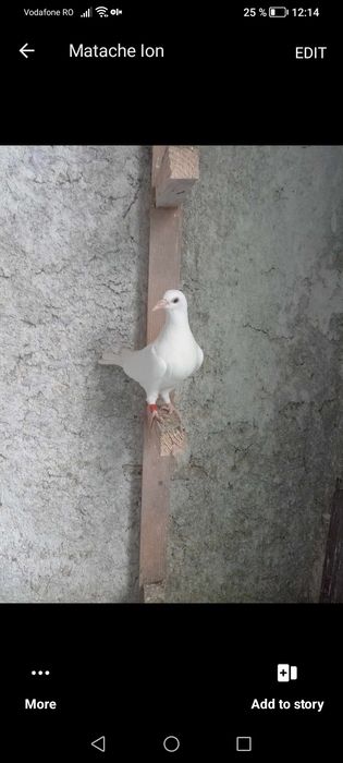 Voiajori albi.Pui de anul acesta.