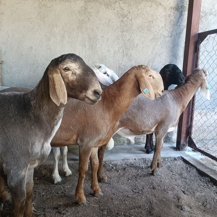 Урыктыкка токты-кошкарлар 5 бас