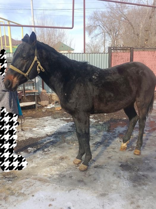 Таза қанды американец Дөнен сатылады