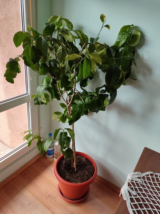 Vând lamai înalt de 1,5 metri!