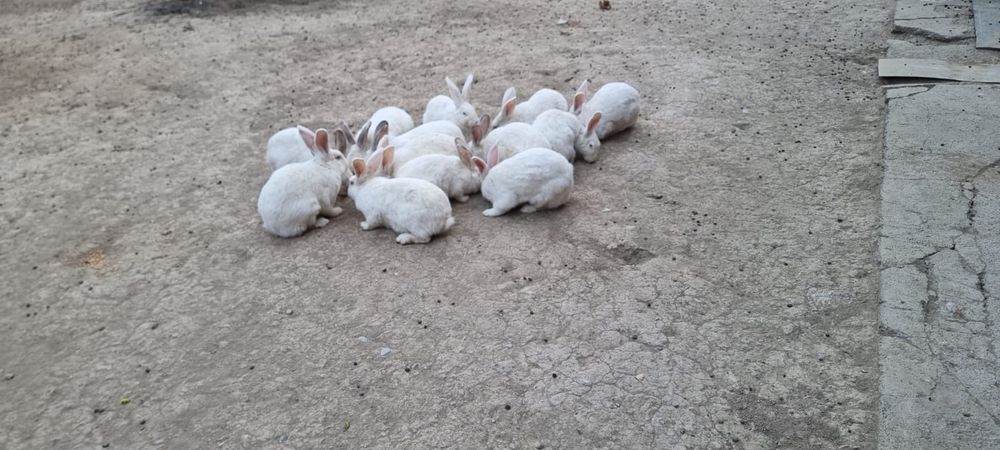 Продаются  кролики