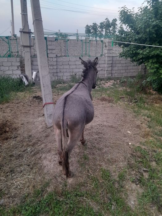 Продается молодой осел