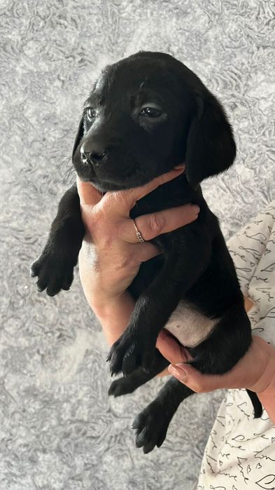 Малыши  Лабрадора